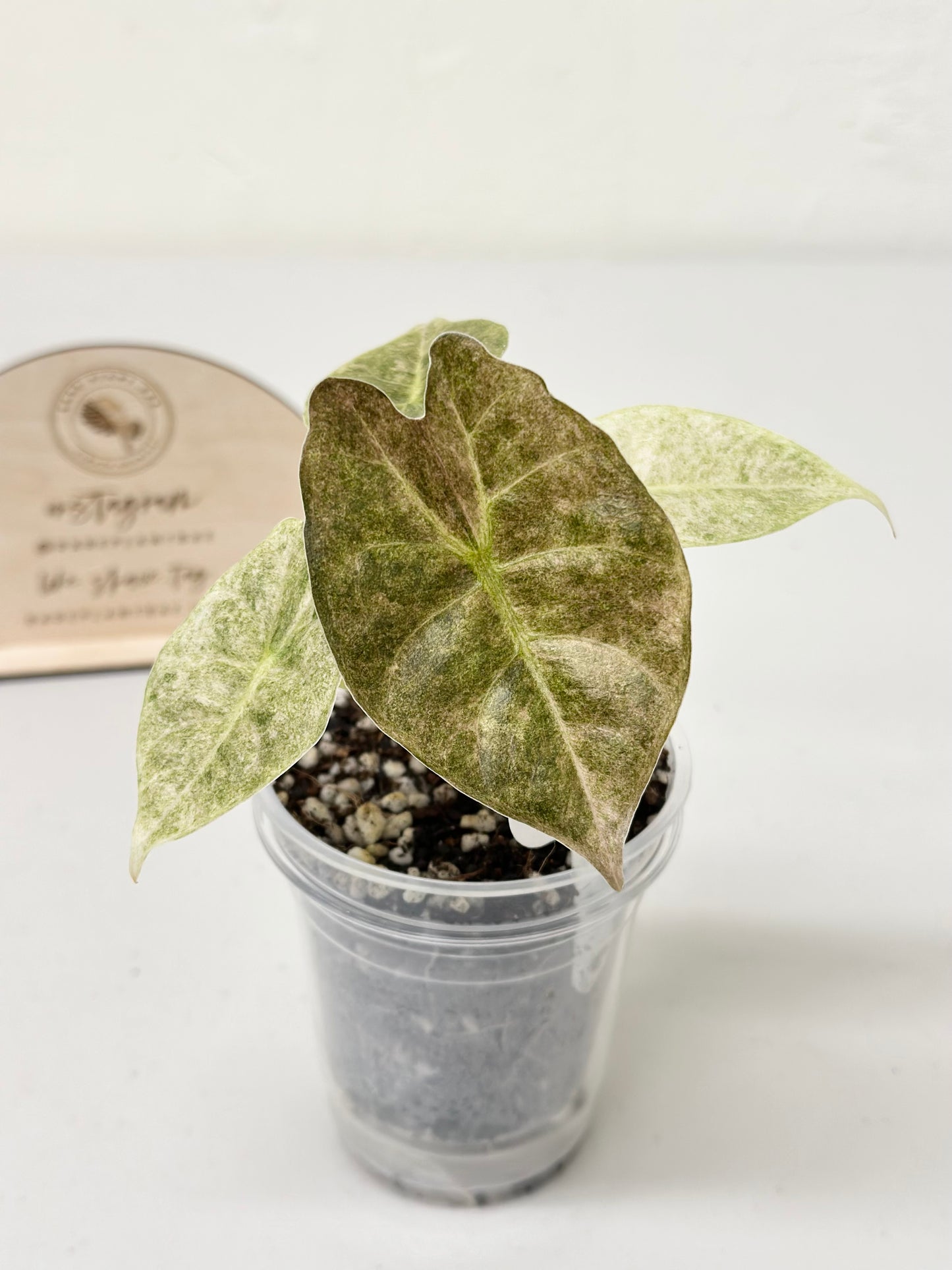 Alocasia Golden Bone variegated - pink mint (W4)