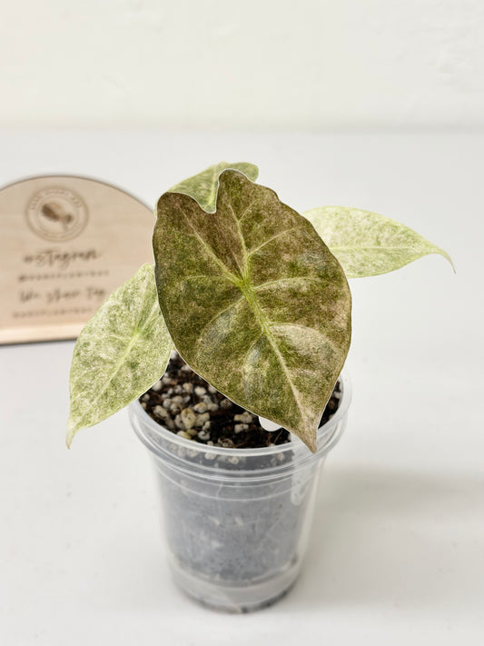 Alocasia Golden Bone variegated - pink mint (W4)