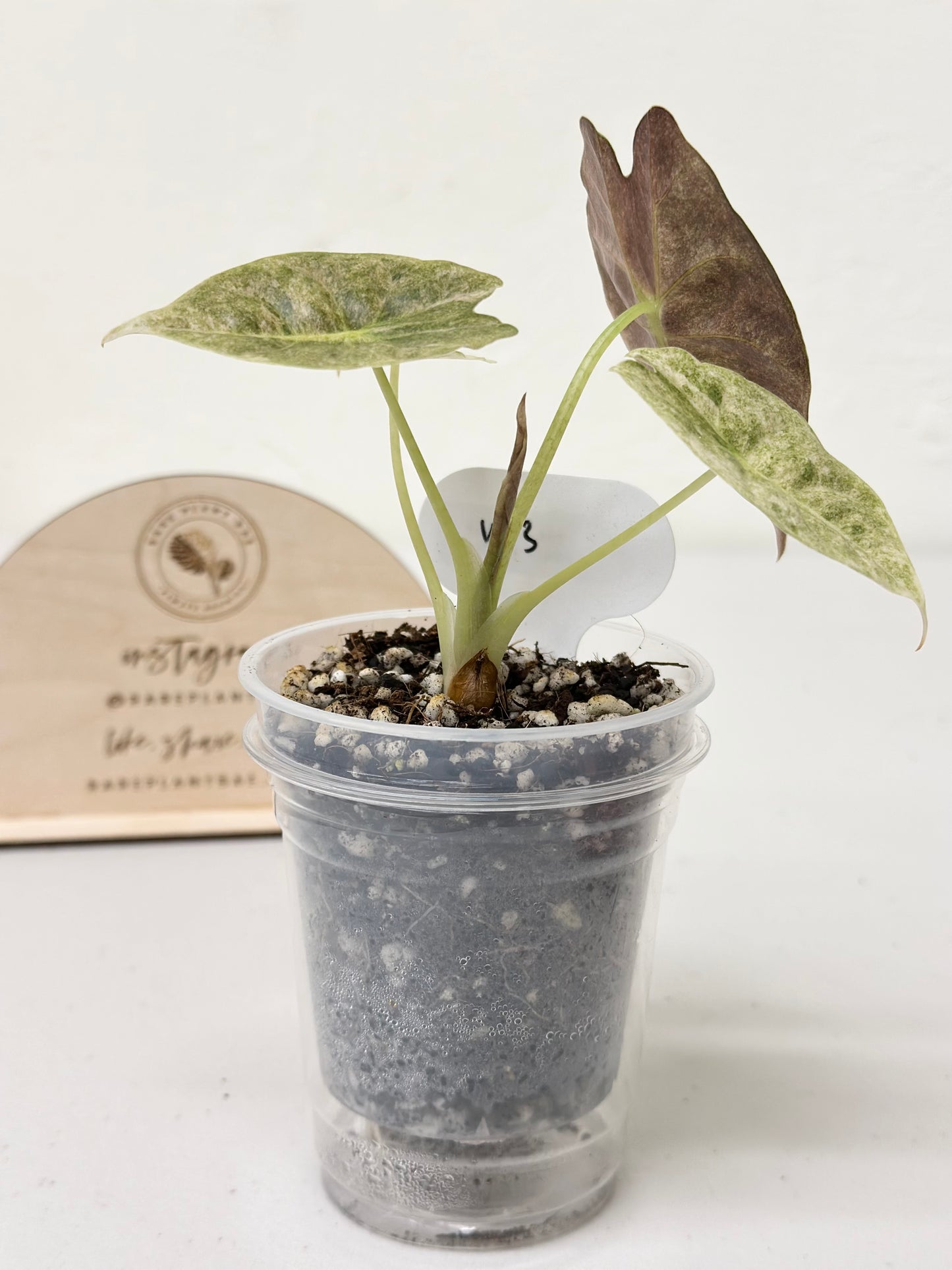 Alocasia Golden Bone variegated - pink mint (W3)