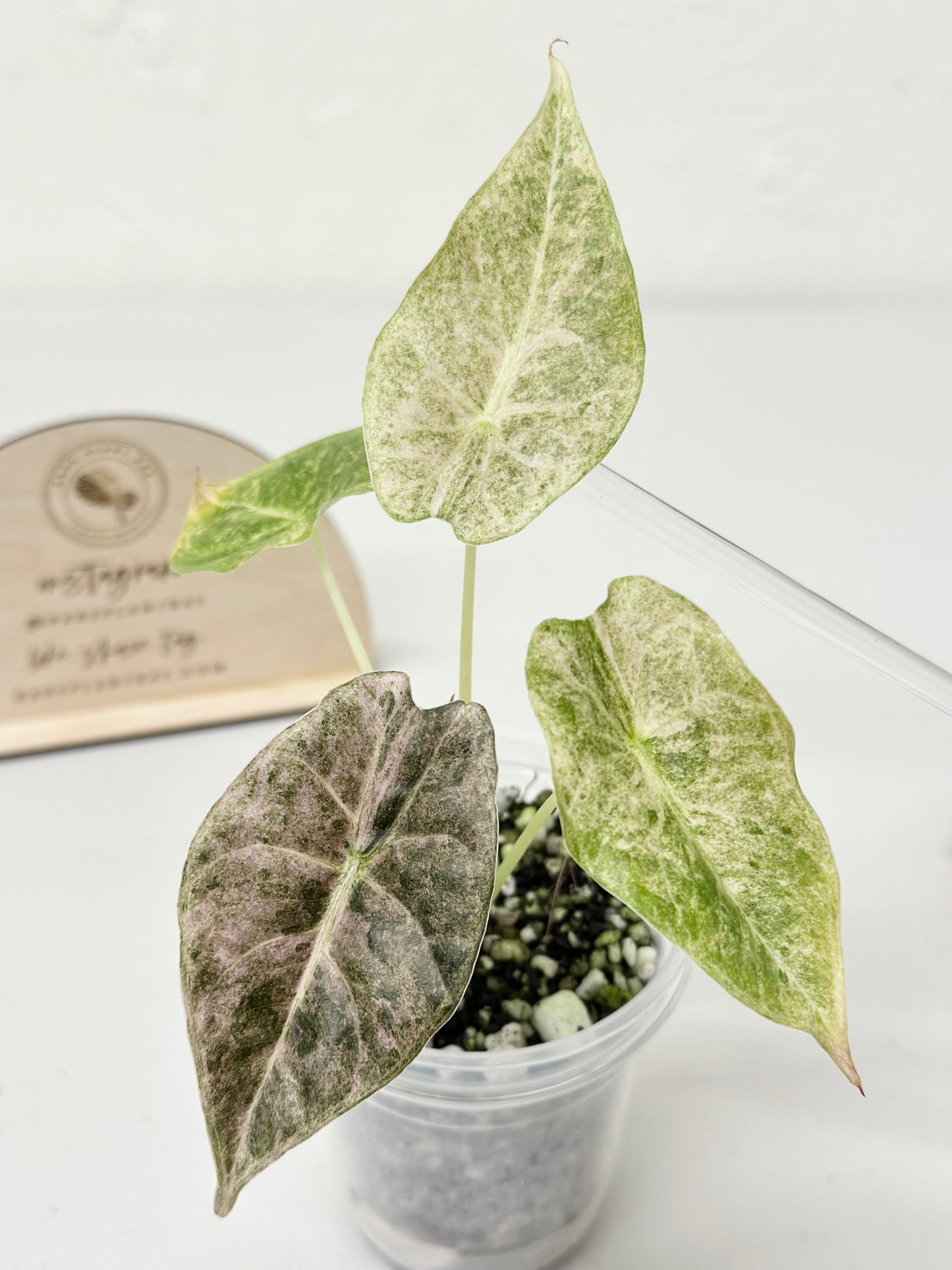 Alocasia Golden Bone variegated - pink mint (W3)