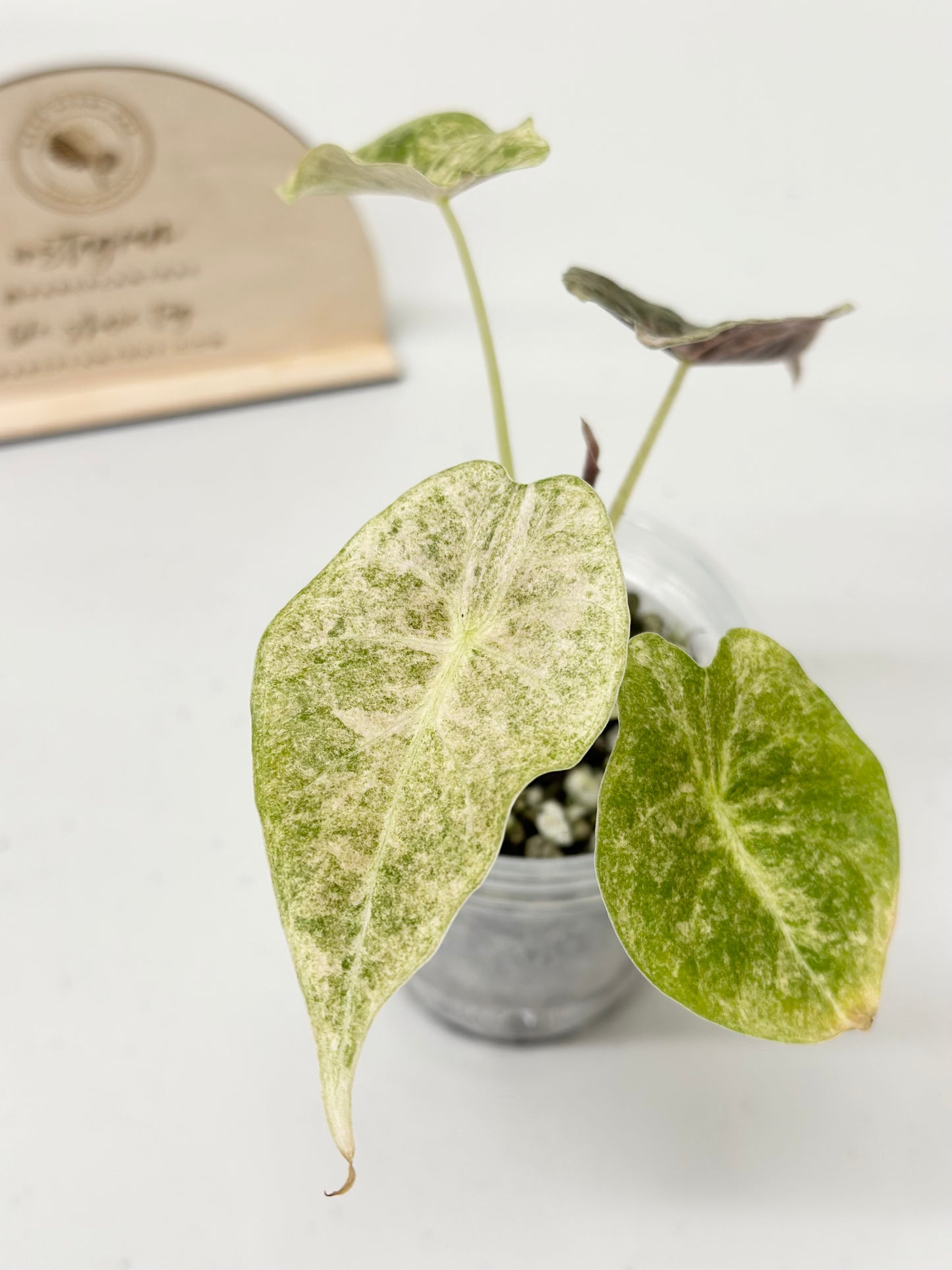 Alocasia Golden Bone variegated - pink mint (W3)