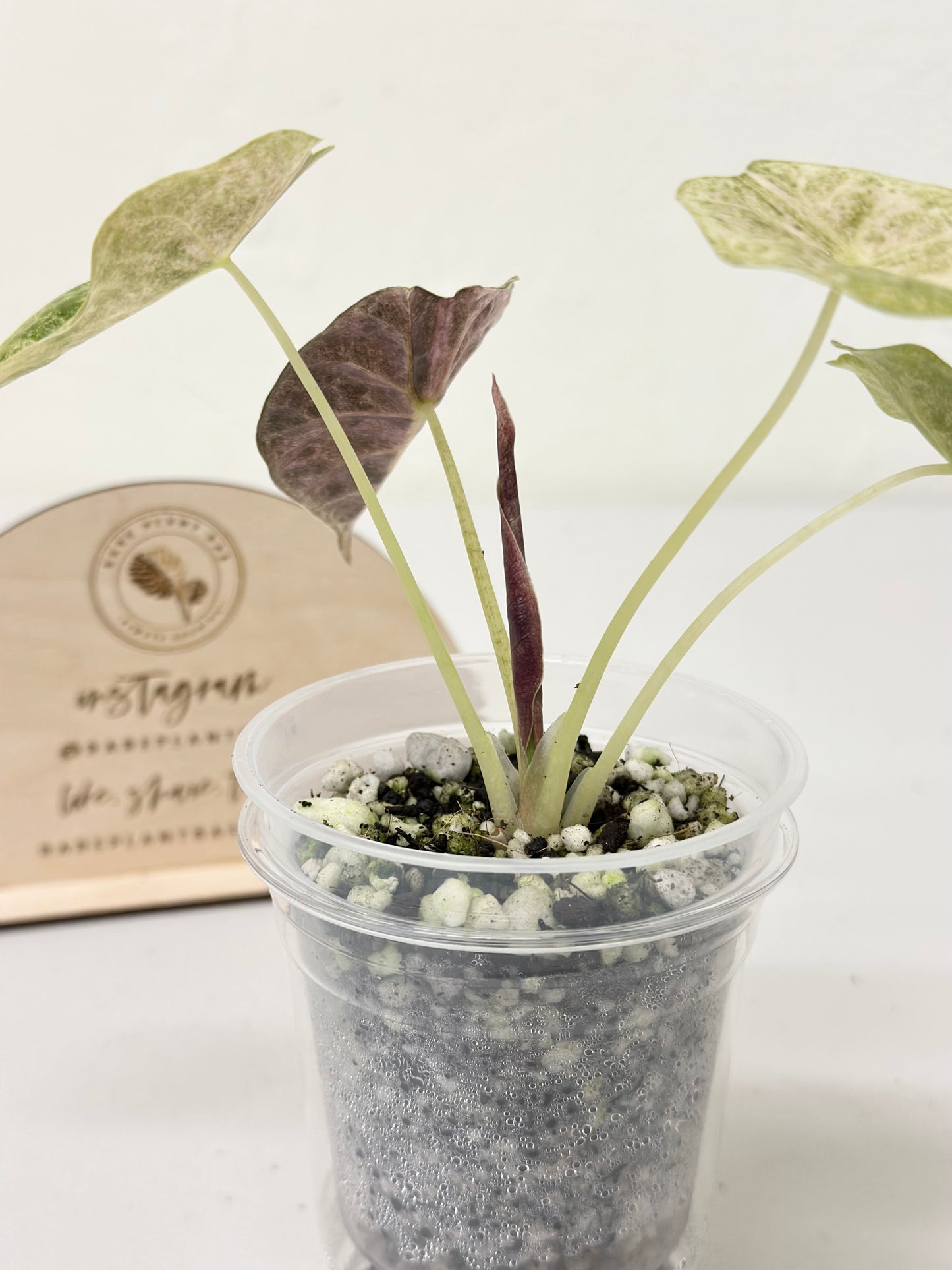 Alocasia Golden Bone variegated - pink mint (W3)
