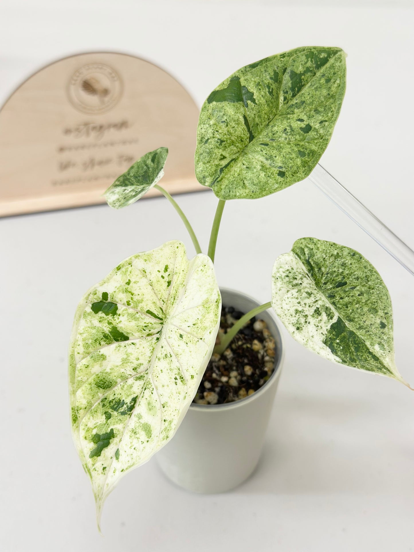 Alocasia Dragon Scale Variegated (Mint)