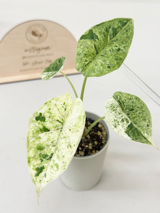 Alocasia Dragon Scale Variegated (Mint)