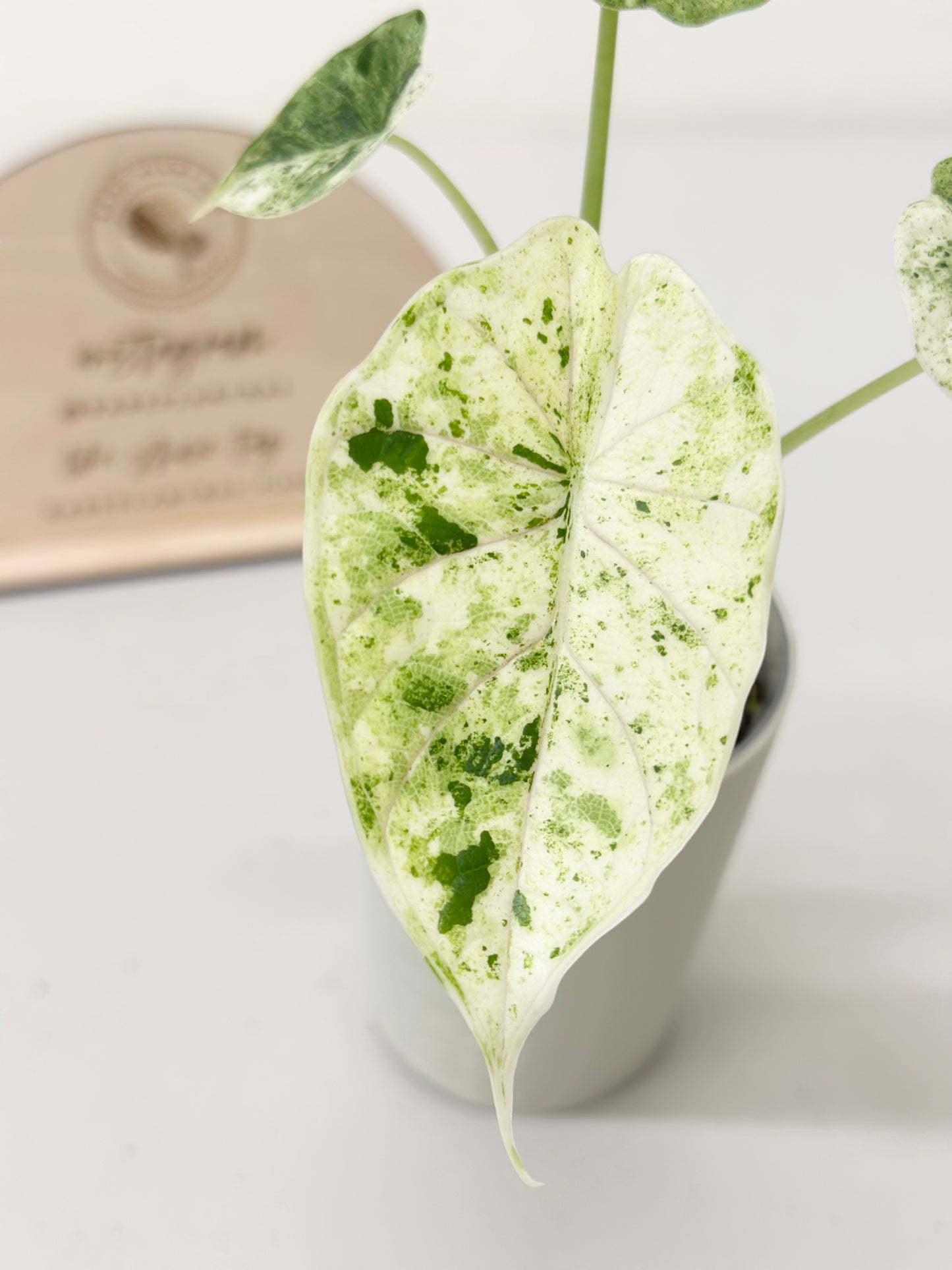 Alocasia Dragon Scale Variegated (Mint)