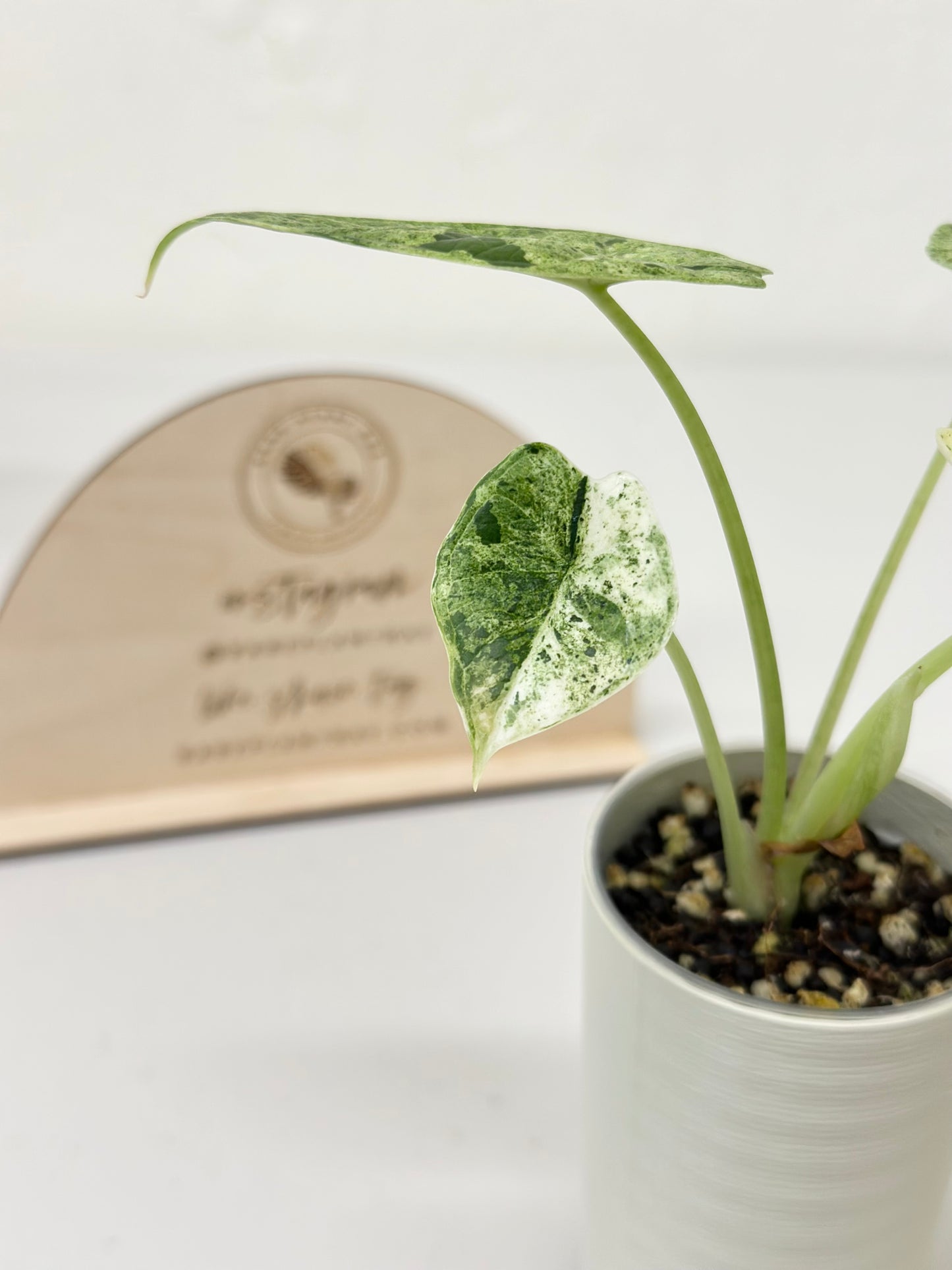 Alocasia Dragon Scale Variegated (Mint)