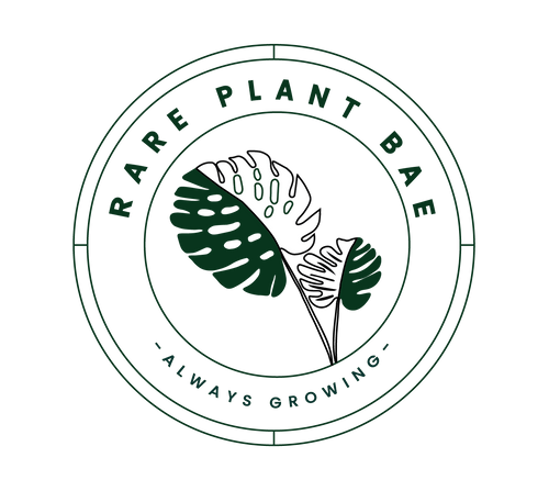 Rare Plant Bae - rare variegated plants